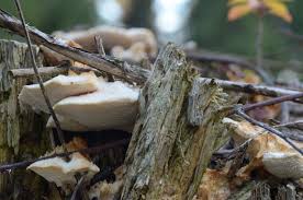 Attēlu rezultāti vaicājumam “Climacocystis borealis”