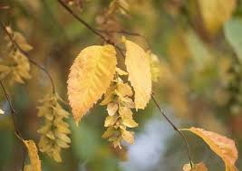 Attēlu rezultāti vaicājumam “Carpinus caroliniana female flower”