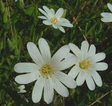 Attēlu rezultāti vaicājumam “Stellaria holostea flower”