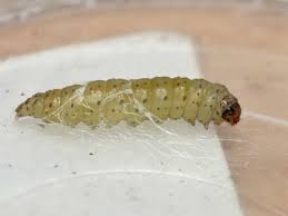 Attēlu rezultāti vaicājumam “Acrolepiopsis assectella”