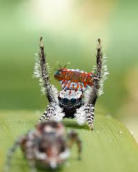 Attēlu rezultāti vaicājumam “Opegrapha rufescens”