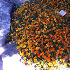 Attēlu rezultāti vaicājumam “Helianthemum nummularium fruit”