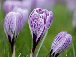 Attēlu rezultāti vaicājumam “Crocus vernus subsp. vernus flower”