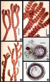 Attēlu rezultāti vaicājumam “Ceramium sp.”
