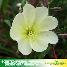 Image result for Oenothera odorata