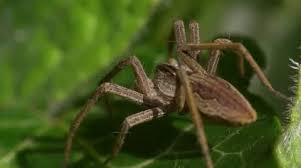 Attēlu rezultāti vaicājumam “Pisaura mirabilis male”