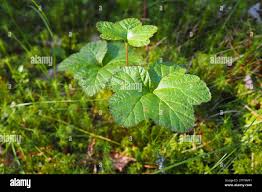 Attēlu rezultāti vaicājumam “Rubus chamaemorus leaf”