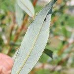Attēlu rezultāti vaicājumam “Salix daphnoides leaf”