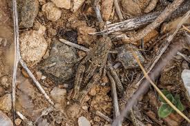 Attēlu rezultāti vaicājumam “Alloeotomus sp.”