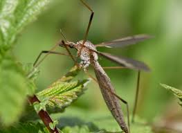 Attēlu rezultāti vaicājumam “Tipulidae male”