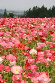 Image result for Papaver rhoeas 'Shirley'