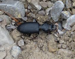 Attēlu rezultāti vaicājumam “Broscus cephalotes”