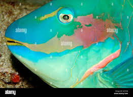 Image result for Sparisoma amplum