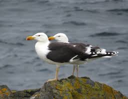 Image result for Wigan Seagulls