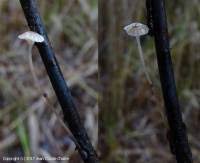 Attēlu rezultāti vaicājumam “Mycena belliarum”