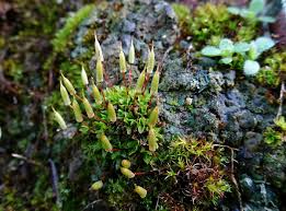 Attēlu rezultāti vaicājumam “Encalypta streptocarpa”