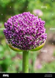 Attēlu rezultāti vaicājumam “Allium holandicum bud”