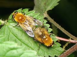 Attēlu rezultāti vaicājumam “Arctophila superbiens”