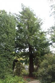 Image result for Arboretum Trompenburg