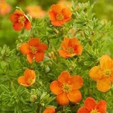 Attēlu rezultāti vaicājumam “Pentaphylloides fruticosa flower”