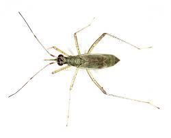 Attēlu rezultāti vaicājumam “Dicyphus sp.”