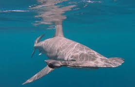 Image result for Sphyrna zygaena