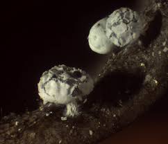 Attēlu rezultāti vaicājumam “Diderma montanum macro”