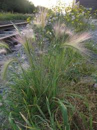 Attēlu rezultāti vaicājumam “Hordeum jubatum”