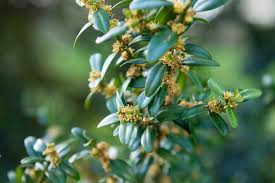 Attēlu rezultāti vaicājumam “Buxus sempervirens flower”