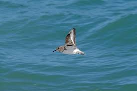 Attēlu rezultāti vaicājumam “Calidris alba”