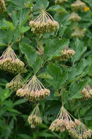 Attēlu rezultāti vaicājumam “Physocarpus opulifolius”
