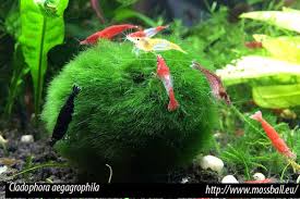 Imagini pentru Cladophora aegagropila