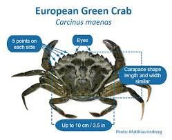 Image result for Carcinus maenas