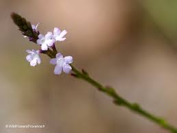 Image result for Verbena officinalis