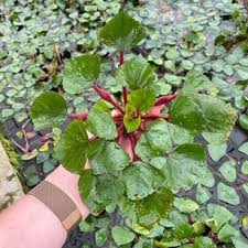 Attēlu rezultāti vaicājumam “Trapa natans leaf”