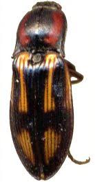 Attēlu rezultāti vaicājumam “Selatosomus cruciatus”