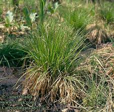 Attēlu rezultāti vaicājumam “Carex elongata”