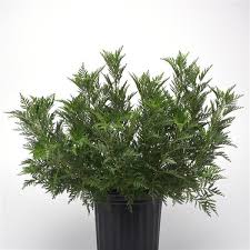 Image result for Artemisia gmelinii