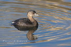 Image result for Podilymbus podiceps