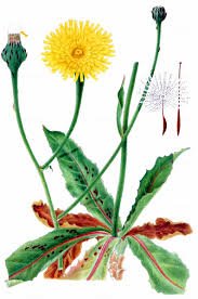 Attēlu rezultāti vaicājumam “Hypochaeris maculata”