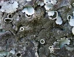 Attēlu rezultāti vaicājumam “Parmelina tiliacea”