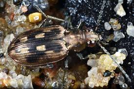 Attēlu rezultāti vaicājumam “Bembidion litorale”