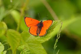 Attēlu rezultāti vaicājumam “Lycaena dispar”