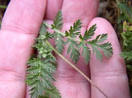 Attēlu rezultāti vaicājumam “Erodium cicutarium”