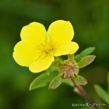 Attēlu rezultāti vaicājumam “Potentilla erecta bud”