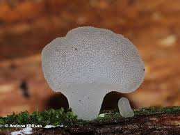 Attēlu rezultāti vaicājumam “Pseudohydnum gelatinosum”