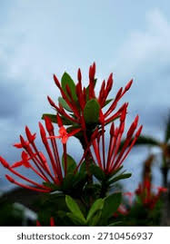 Attēlu rezultāti vaicājumam “Rubiaceae”