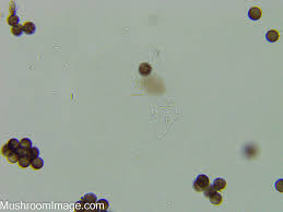 Attēlu rezultāti vaicājumam “Lamproderma pseudomaculatum spores”