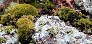 Attēlu rezultāti vaicājumam “Bryum bimum”