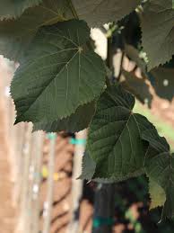 Attēlu rezultāti vaicājumam “Tilia tomentosa leaf”